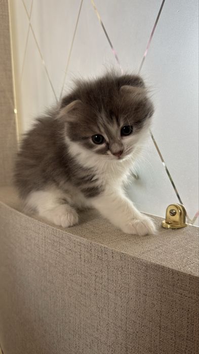 Продаж кошеня хлопчик британської висловухої пойнт-колор