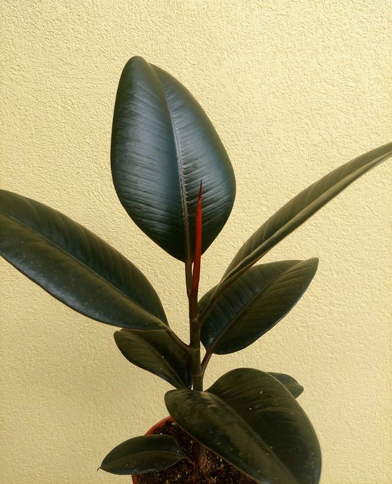 Planta Ficus Abidjan