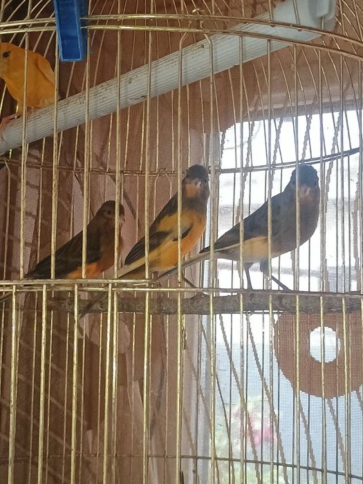 Канарки  жовті з коричневим