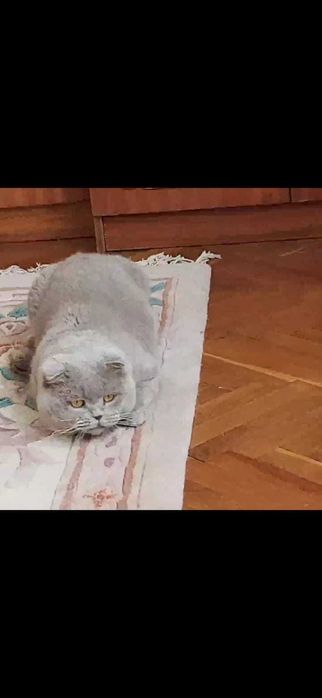 В'язка Кіт шотландський ліловий ( Скотіш фолд) в'язка