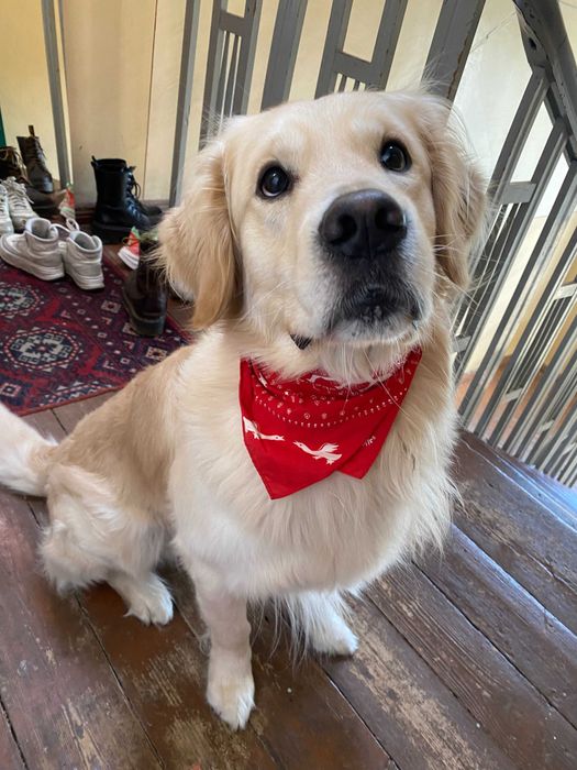 Golden Retriever, 4 lata DO ADOPCJI proszę przeczytać całość