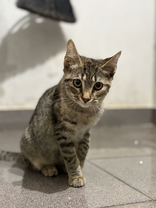 Gatinha Tigrada para adoção (Rachel)