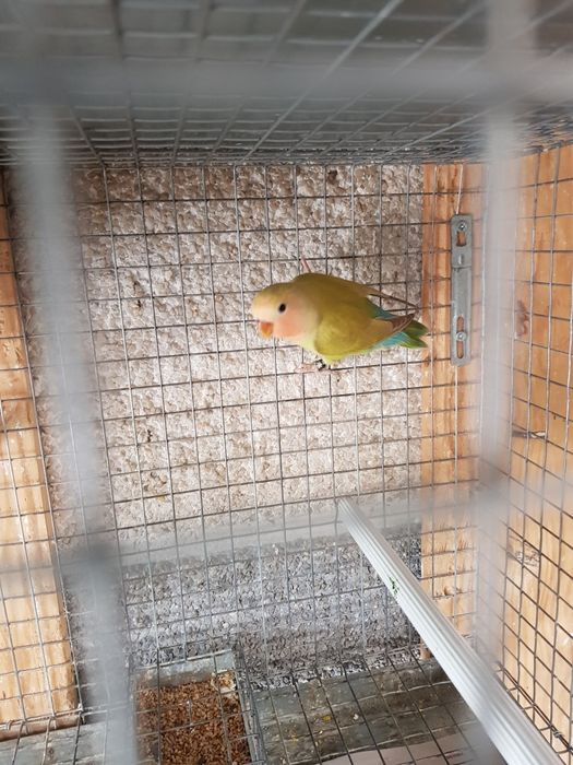 Agapornis roseicollis