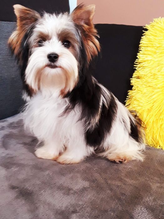 Yorkshire terrier Biewer