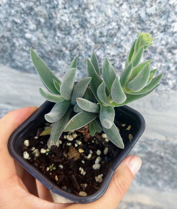 Suculentas variadas 3,5€/ cada