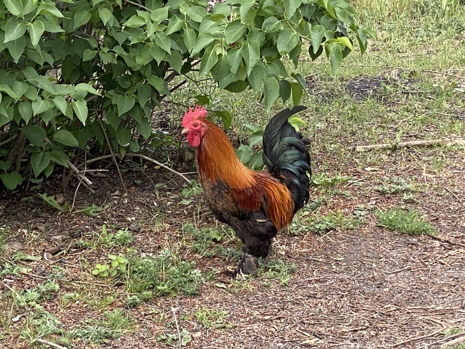 Півні Петух курей Бентамки