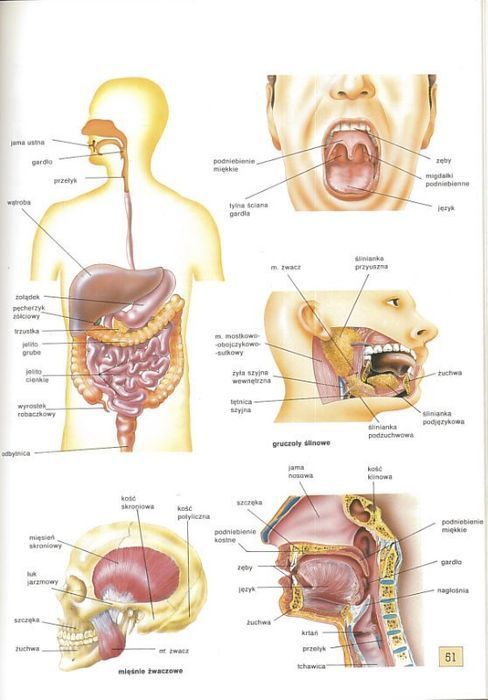 Atlas anatomii, Enric Gil de Barnabe Ortega