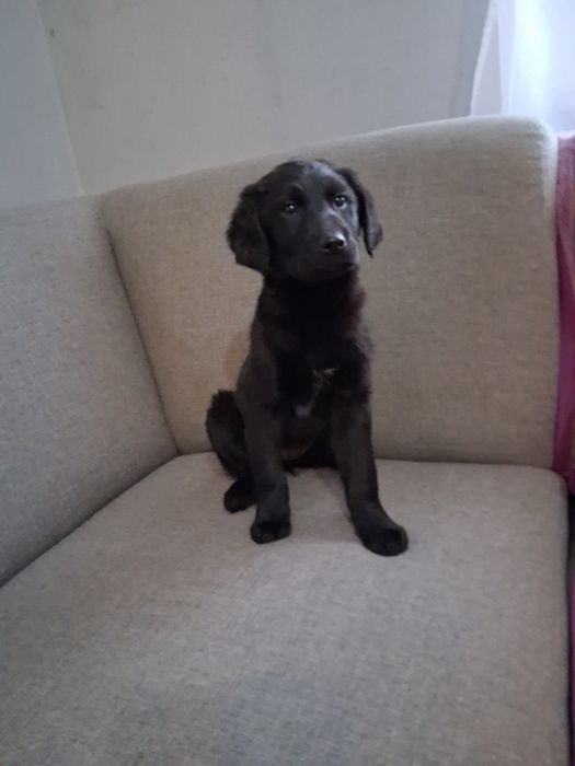 Oddam pieski w dobre ręce