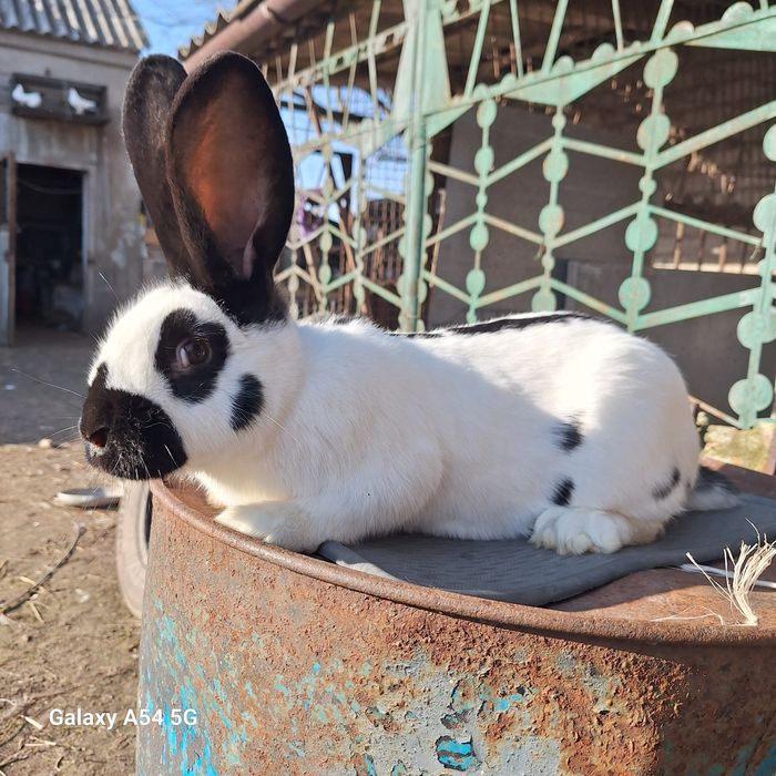 Samiczki olbrzym srokacz czarny