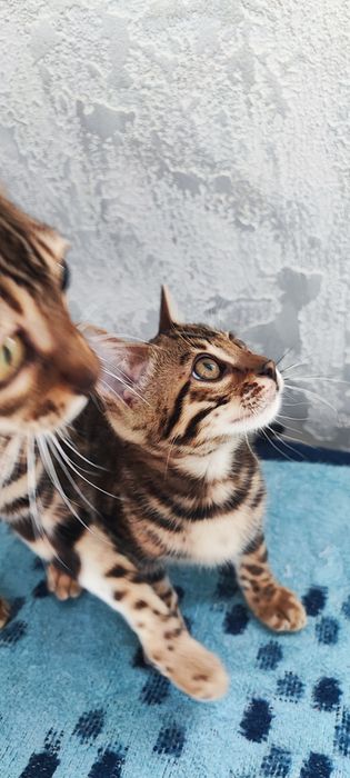 Бенгальська дівчинка шоу класу, документи
