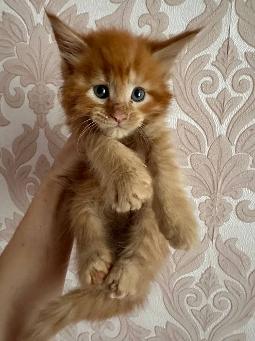 Мейн-кун хлопчик