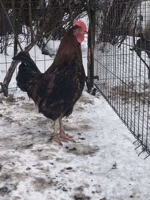 Sprzedam młode koguty