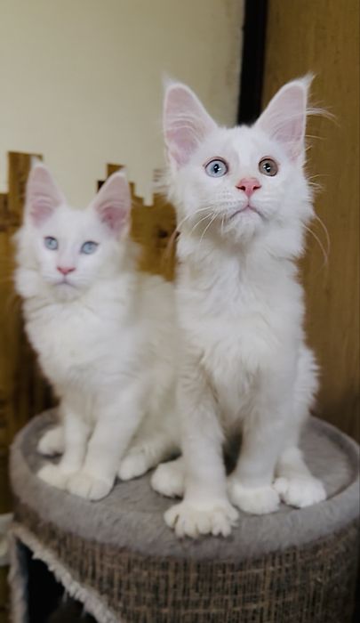 Дівчинка полідакт різноочка в улюбленці