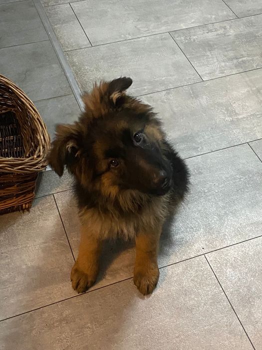 Owczarek niemiecki długowłosy pies