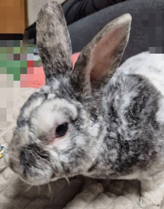 Кролик Мини - Рекс.