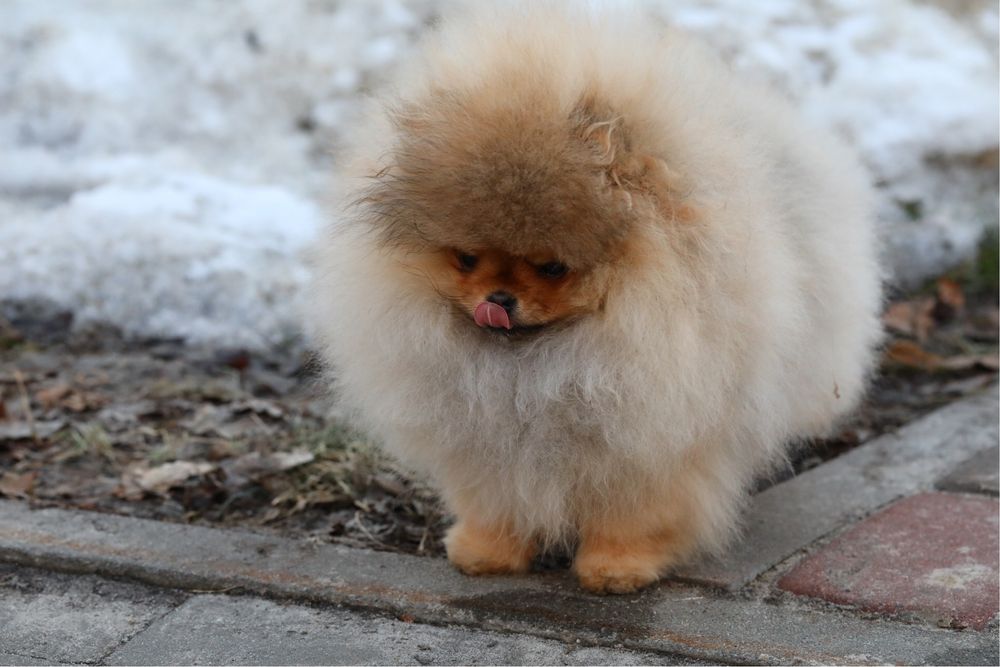 Красоточка помераночка