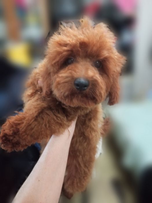 Шикарні Пуделя і  Мальтіпу F 1-F2