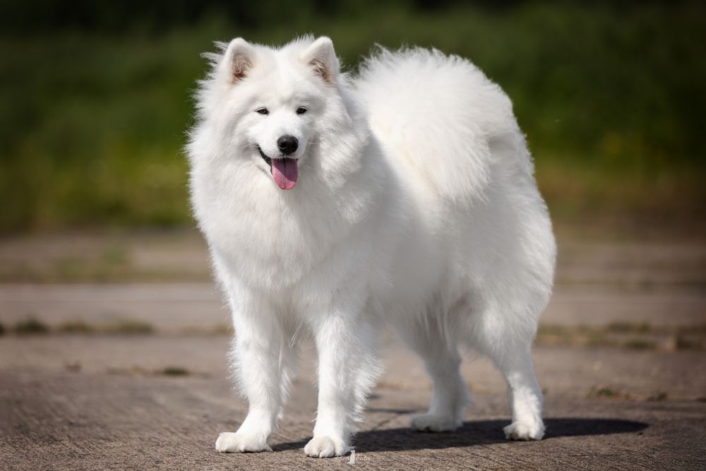 Samojed/ Samoyed szczeniak/ szczenię/ szczenięta