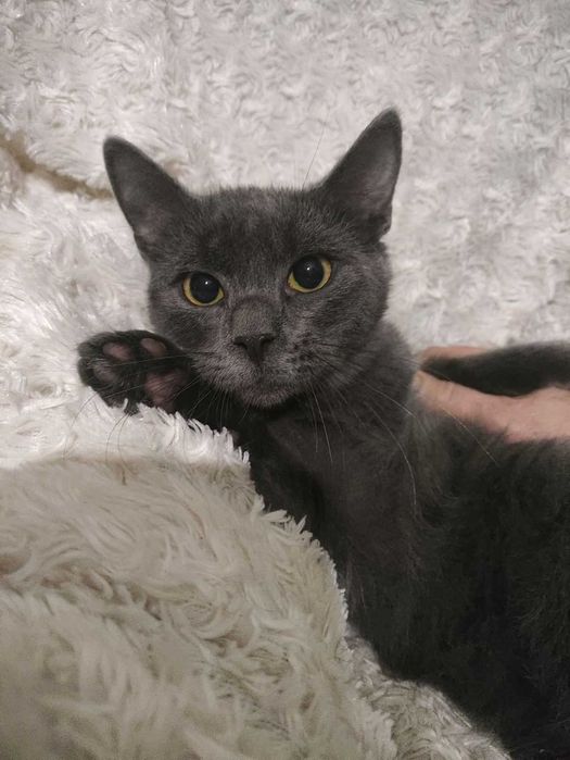 Кошенята котята котенок кошеня шукають любляче серце