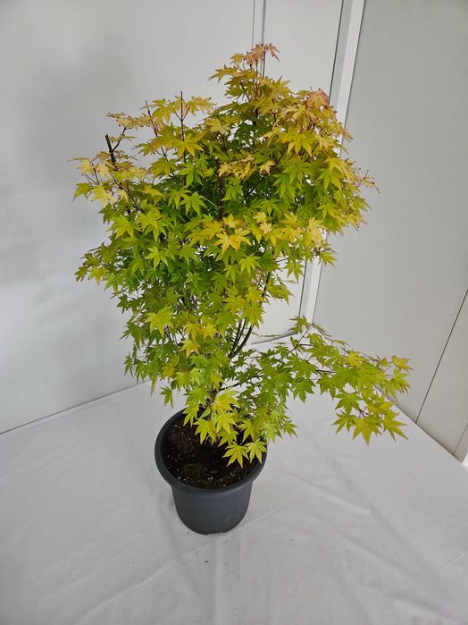 Bonsai – Klon japoński palmowy 'Orange Dream'