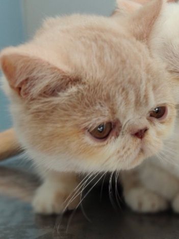 PERSA EXÓTICA (fêmea)