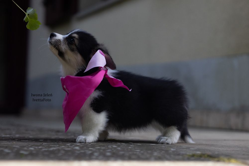 Welsh Corgi Pembroke suczka