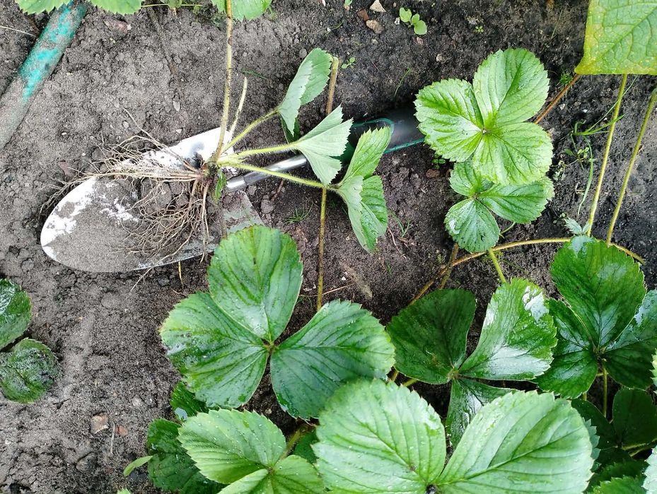 Truskawka kama sadzonki