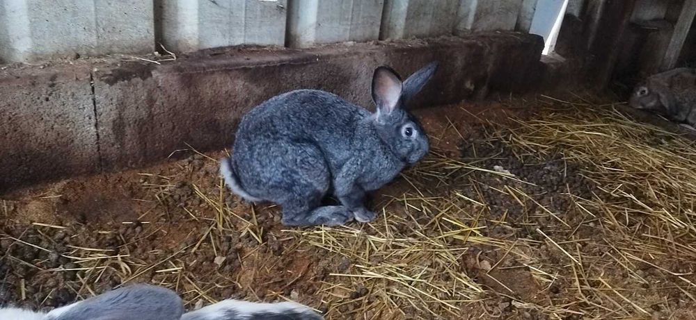 Vendo coelhos raça gigantes mariposa puros machos fêmeas reprodutores