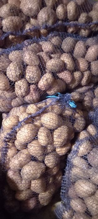 Продам   дрібну картоплю, 5грнкг доставка безкоштовна