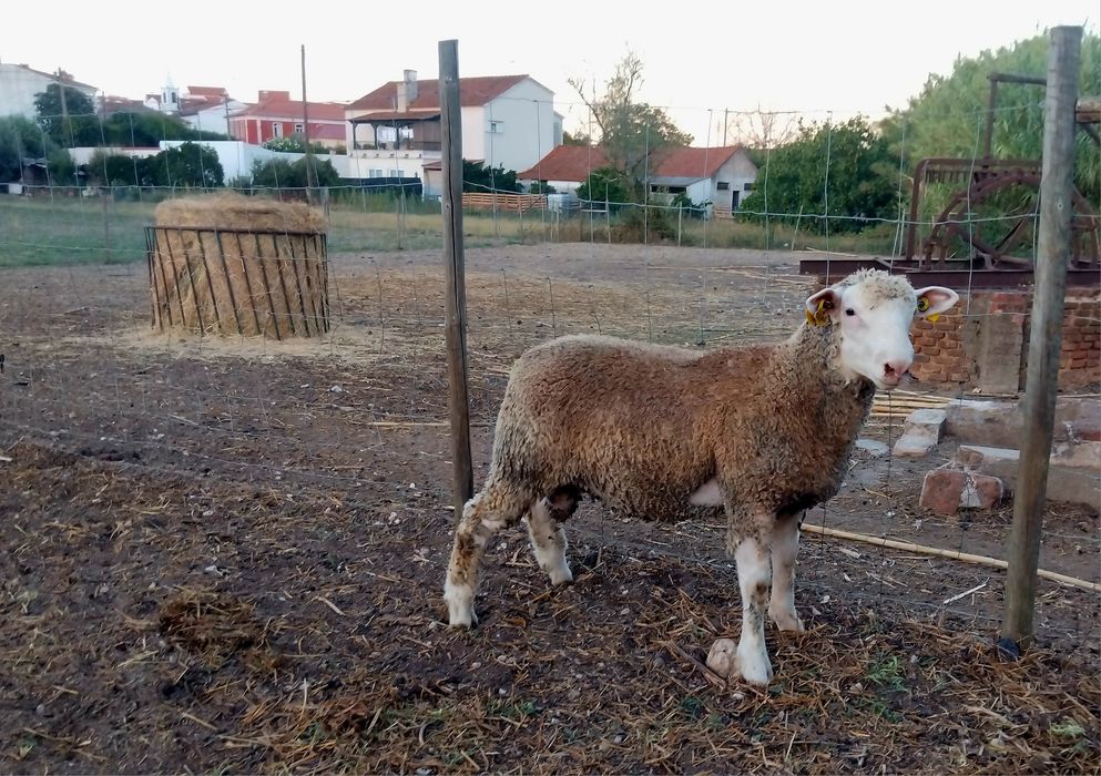 Borrego Ile-de-France