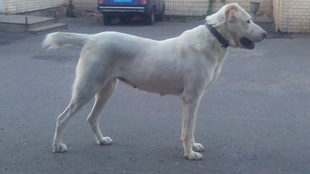 Племінний розплідник Туркменського Алабая -УРУШ УРС- реєстр FCI 319106