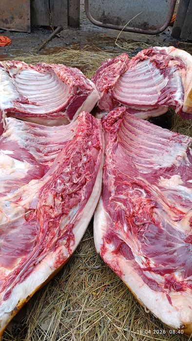 Сільгосп.тварини.