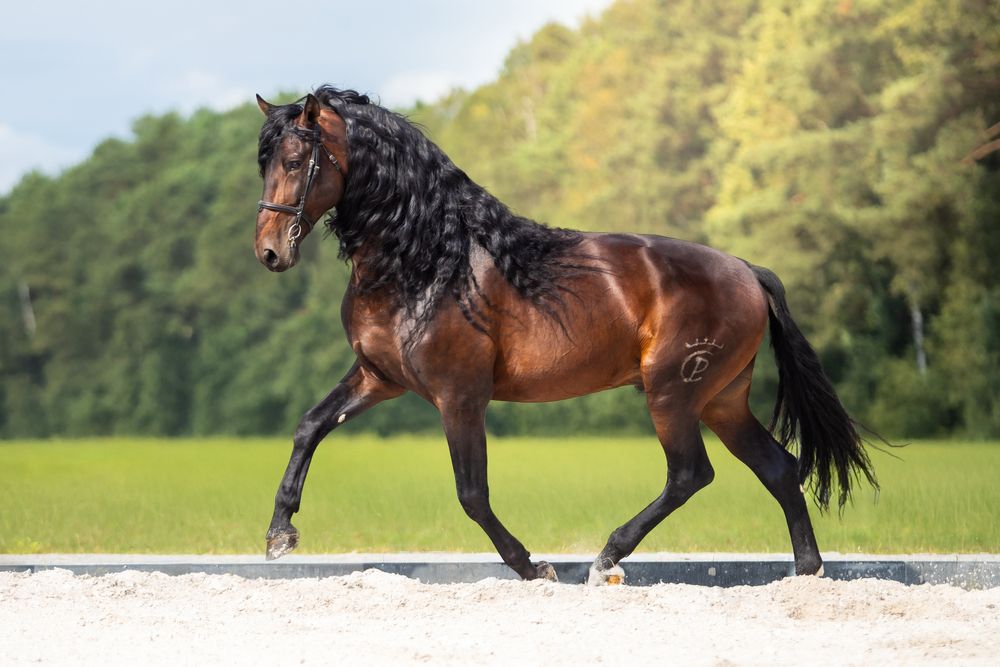 Stanówka wyjątkowym ogierem PRE