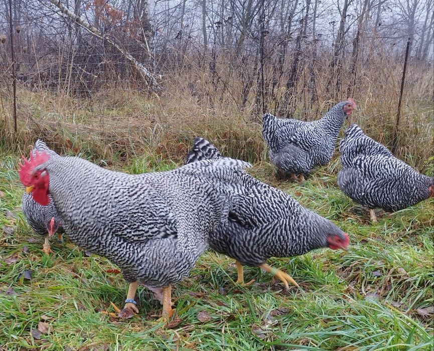 Amrock - jaja lęgowe.