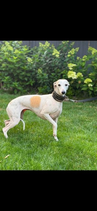 Chart whippet suczka