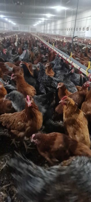 Kury nioski Rosa Leghorn Messa z pierwszym jajkiem. Dowóz Gratis.