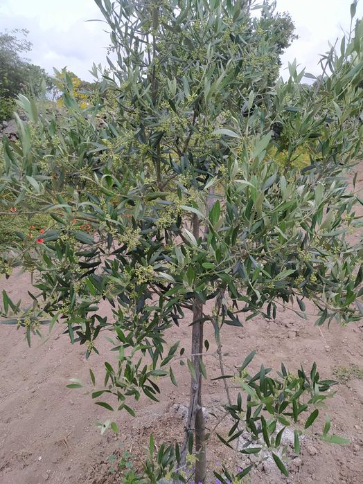 Oportunidade excelente-Quinta/Finca em Espanha fronteira com Portugal