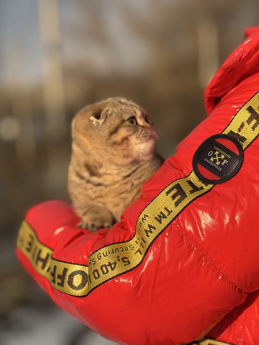 Золоте диво шукає свою родину