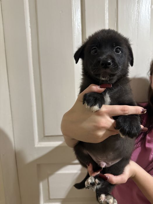 Щенки Акита-ину