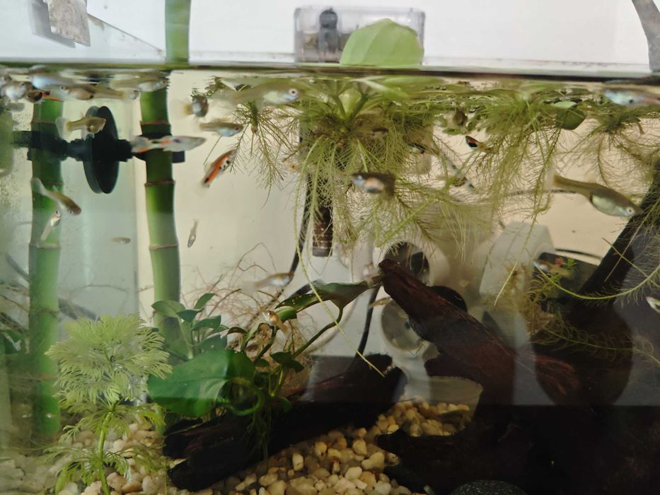 Guppys jovens Endlers