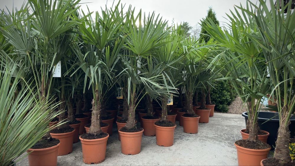 Palma mrozoodporna Trachycarpus Fortunei | Egzotyka do ogrodu | 150cm