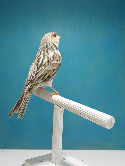 Canarios Agata vermelho mosaico