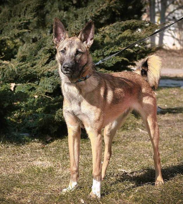 Убежала собака, метиc малинуa,помогите найти
