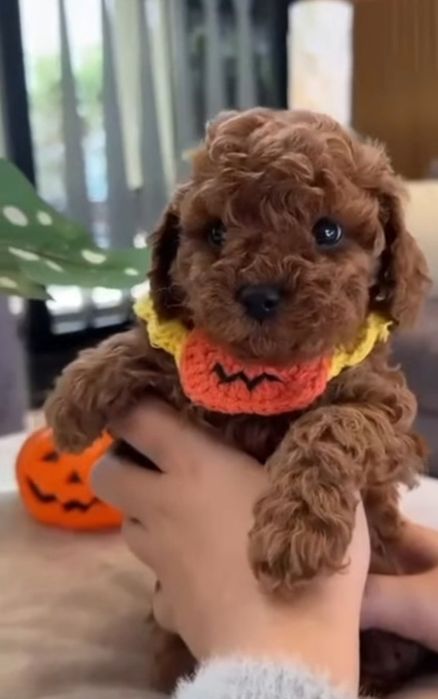 Крутий неймовірний красунчик той пуделЬ