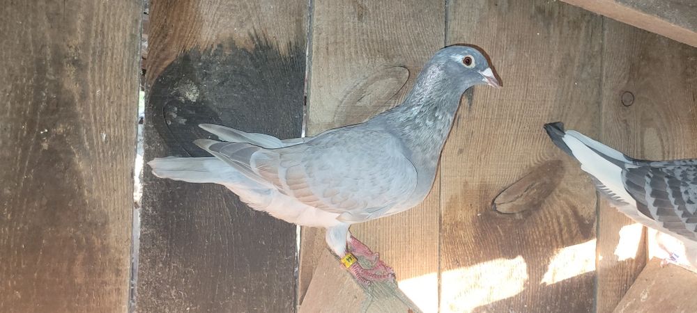 Gołębie pocztowe reduced para