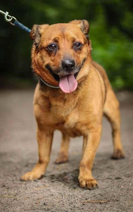 Niewielki piesek szuka domu  / do adopcji