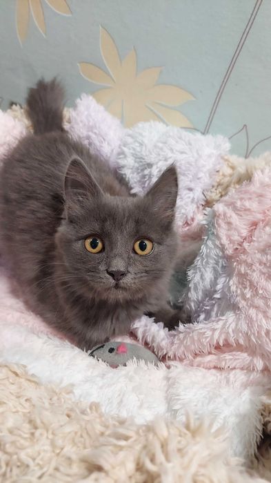 Кошеня дівчинка. Котенок девочка. Спсеныш ищет семью