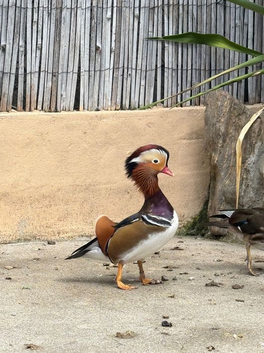 pato mandarim macho