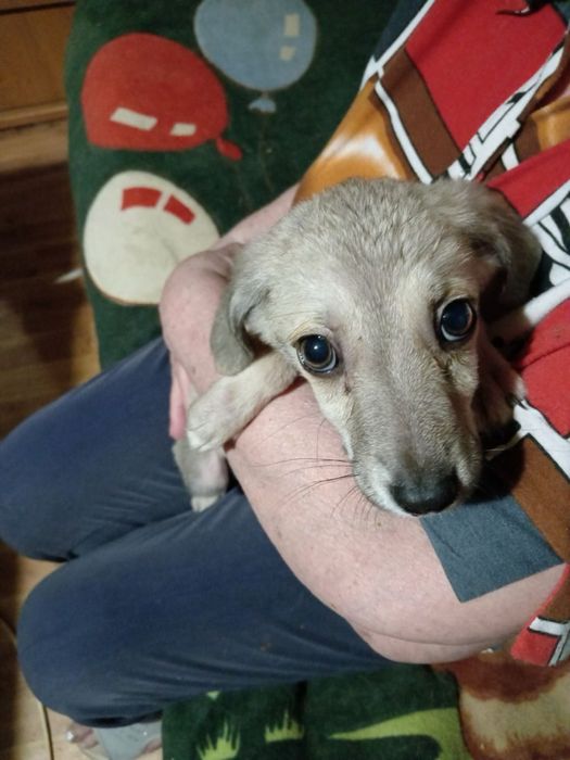 Віддам цуценя у добрі руки