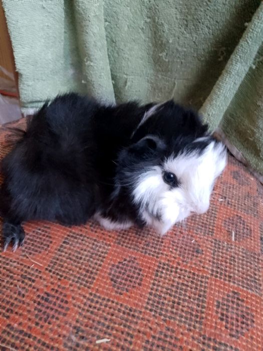 Młode świnki morskie Peruwianki, rodowód.